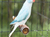 Blue cleartail opaline semi tame