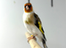 Goldfinch