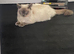 colour point ragdoll kittens only 2 left