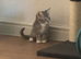 British shorthair x male
