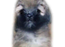 K C registered Lhasa Apso Puppies
