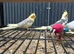 Stunning Various Baby Cockatiels