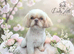 Shih Tzu girl