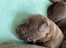 Chocolate Labrador puppies