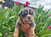 Olde English Bulldogge Puppies Available – Beautiful Colours & Fluffy Gene