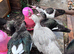 Lovely group of muscovies
