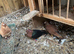 Free doves