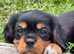 Stunning black & tan cavalier boys