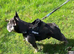 French bulldog stud