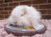 Mini lops ready