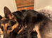 2 X GERMAN SHEPHERD PUPPIES BOTH BOYS
