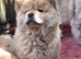 Chow chow