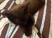 Chocolate brown kitten