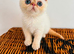 Stunning exotic kittens high quality