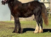 Welsh Partbred Filly