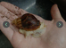 Giant african land snails for sale