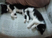 Boy kitten