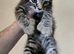 Beautiful maincoone /shorthair kittens for sale