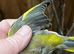 Native Green Finches