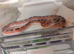 Cb26 baby corn snakes for sale