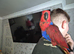 Talkative female eclectus.