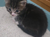 8 week old kittens