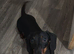 Male dashound number in description