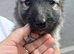 German shepherd puppies