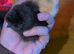 Silkie chicks day old