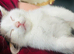 8 week old, playful, handsome white and tabby