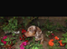 dashound’s puppies
