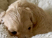 Stunning Fully DNA Health Tested F1 Maltipoo Puppies