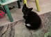 4 beautiful male kittens ready now