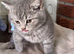 British short hair kittens