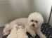 Bichon Frise (only one little girl left)