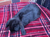 Mini lop / plush lop