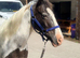 Appy X 13.3 mare.