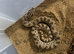 1 and half year old female hognose snake