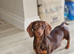 Chocolate & Tan Miniature Dachshund