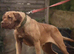 Pregnancy confirmed