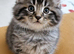Ragdoll Mix kittens. Possible delivery**