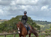 Quality Dressage Gelding