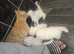 White kittens