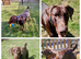 4 YEAR OLD DOBERMANN DOG - £500