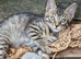 Bengal/Siamese/maine coon mix