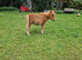 Minature shetland colt