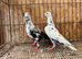 TIGER GRIZZLE RACING PIGEONS