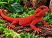 BEARDED DRAGONS