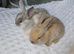 Beautiful baby lop bunnies