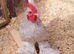 Sablepoot fertile hatching eggs